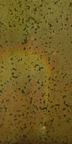 Aardvark's Raku Glaze RG-310 Rosenus - 1 lb.